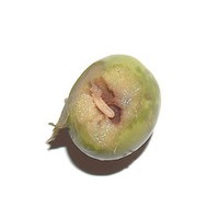 Oliva con larva di mosca