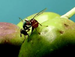 Mosca olearia